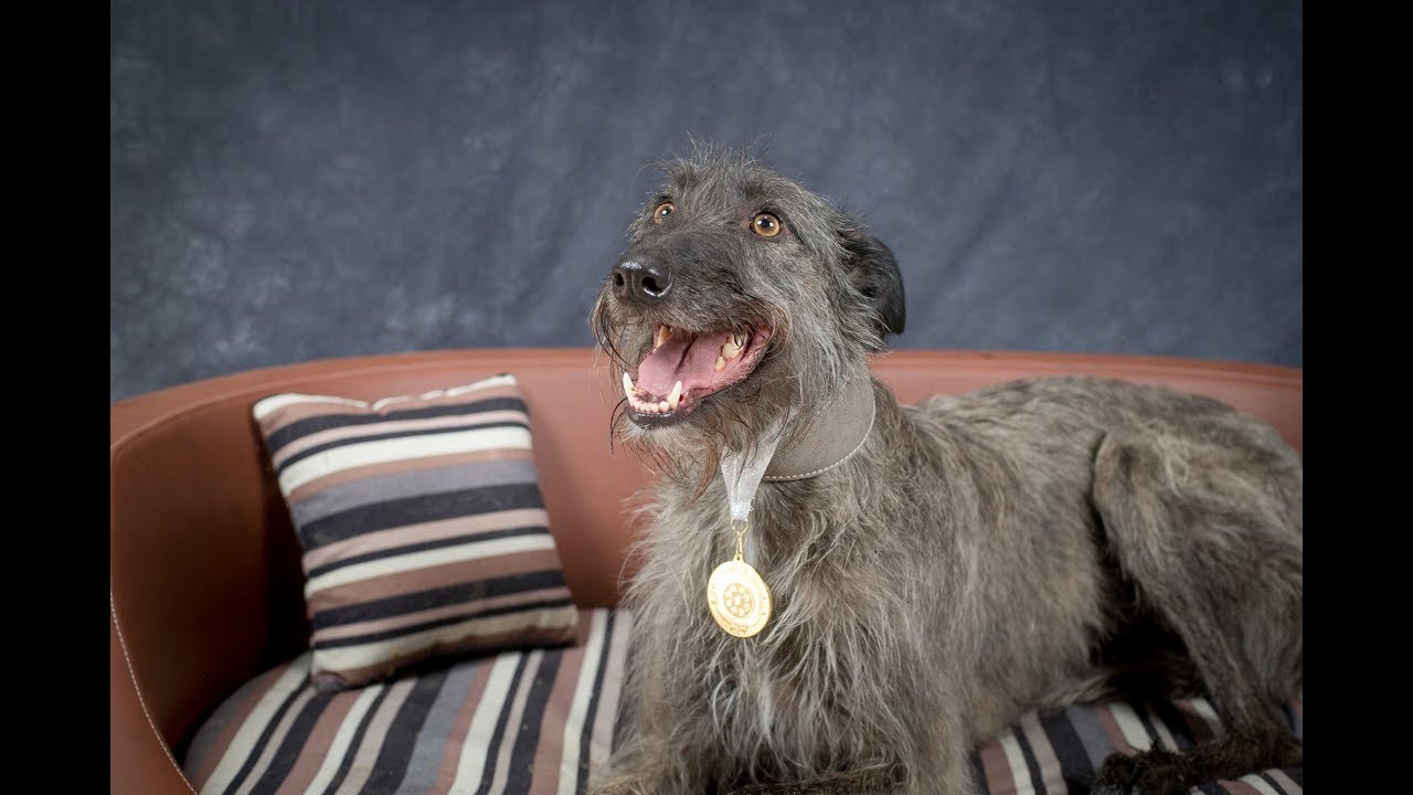 Sasha - Lurcher - 4 Weeks Residential Dog Training