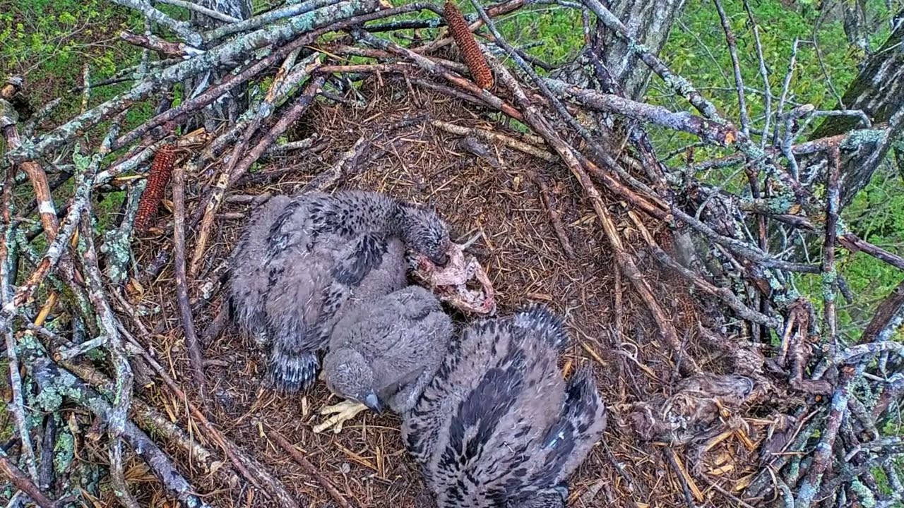 EP#387 #baldeagle Review birds in nest with nature #birdslovers #birdsounds #birdsnest #wildbirds