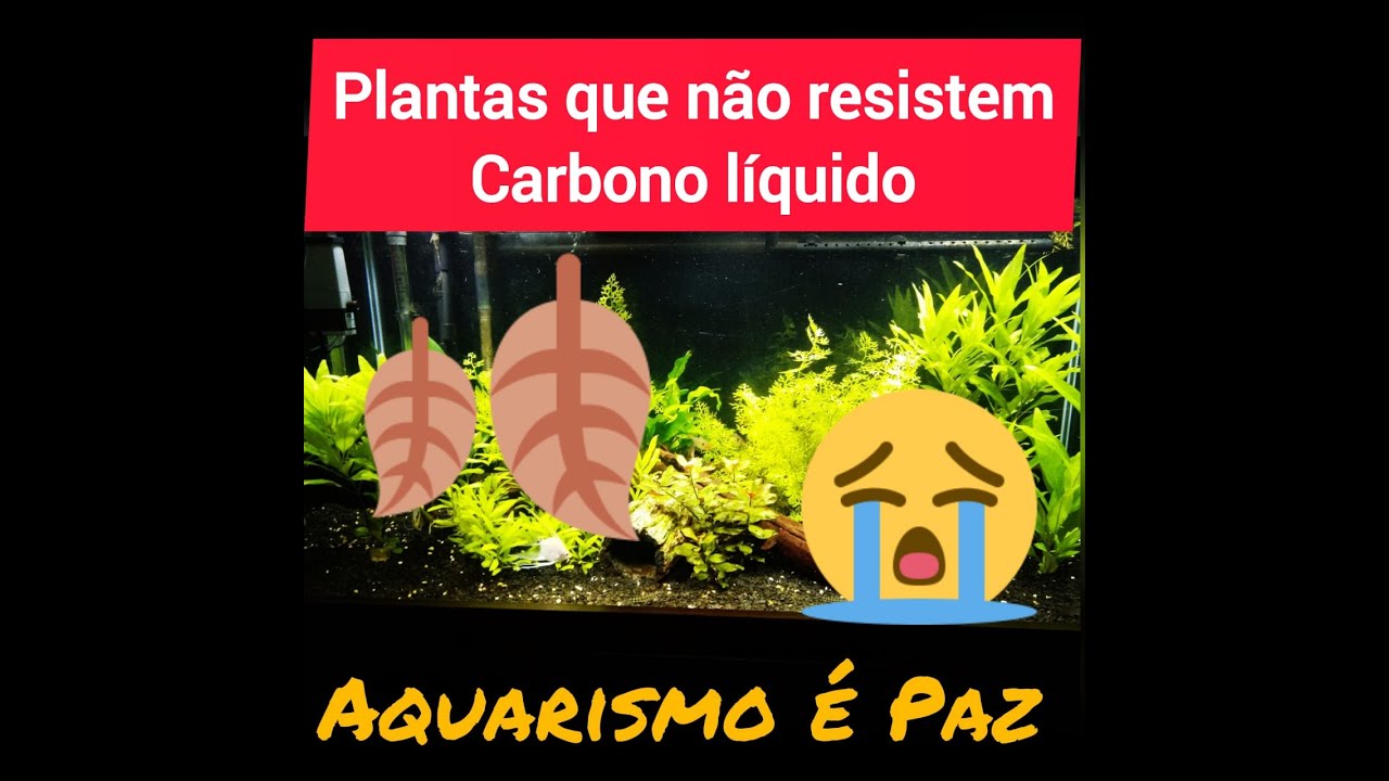 PLANTAS QUE NÃO RESISTEM  CARBONO LÍQUIDO !!!