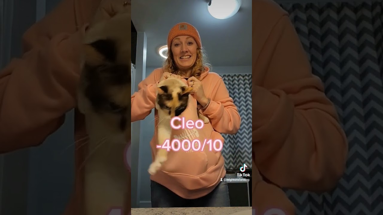 Cat Hoodie Rating my Cats Comfort Level