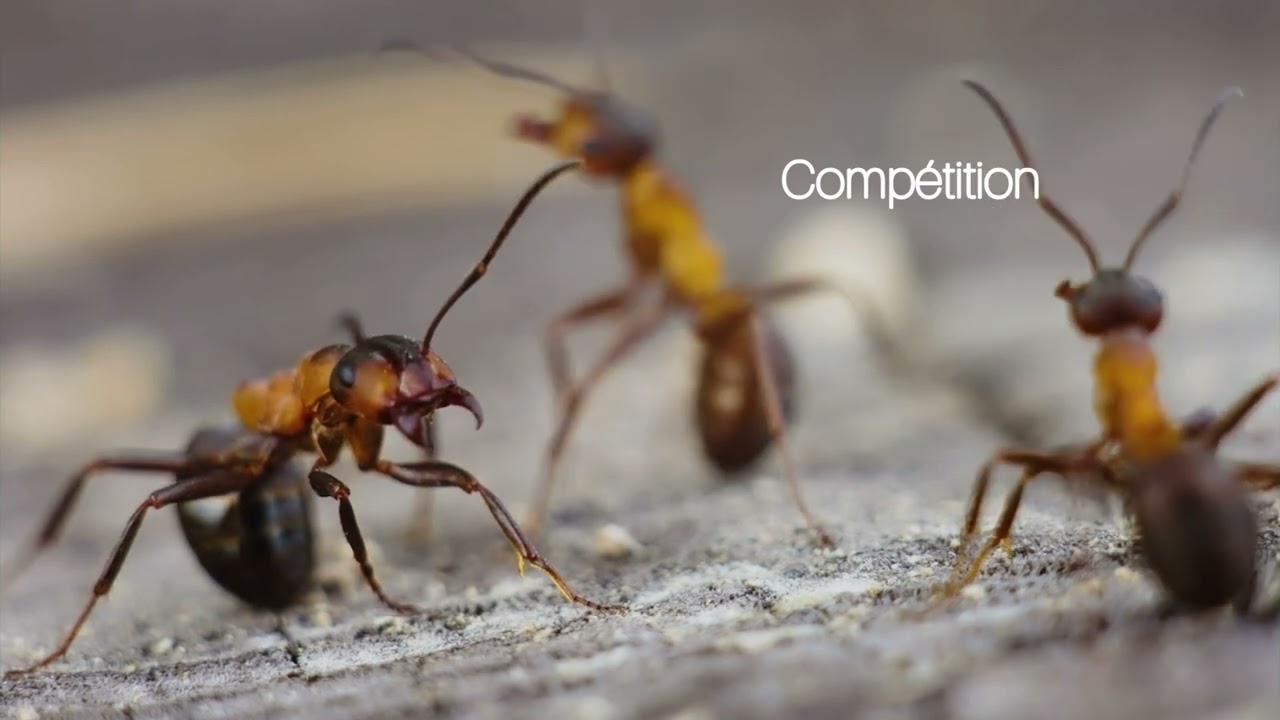Teaser monde miniature 