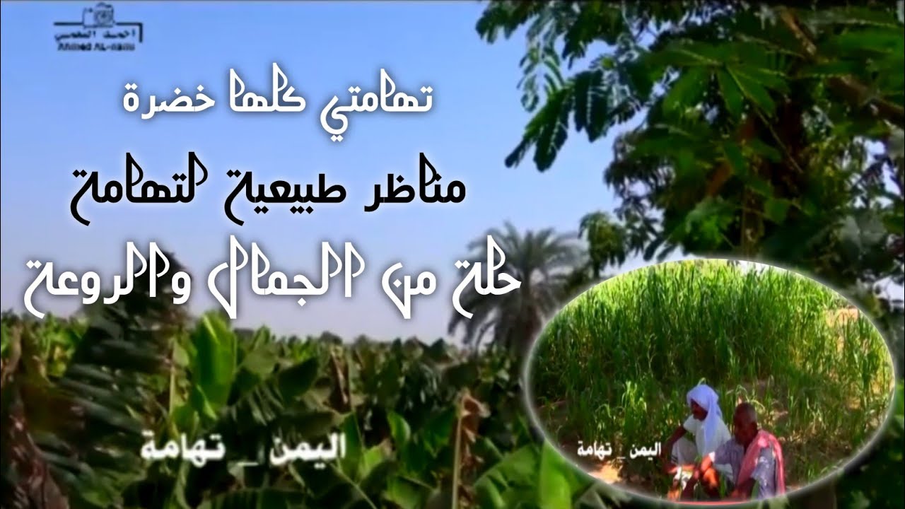 قصيدة تهامية  وادي زبيد اليمن