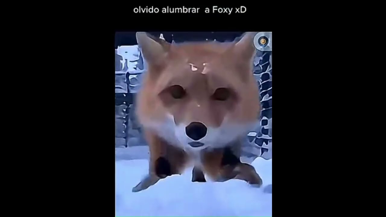 olvido alumbrar a foxy xd