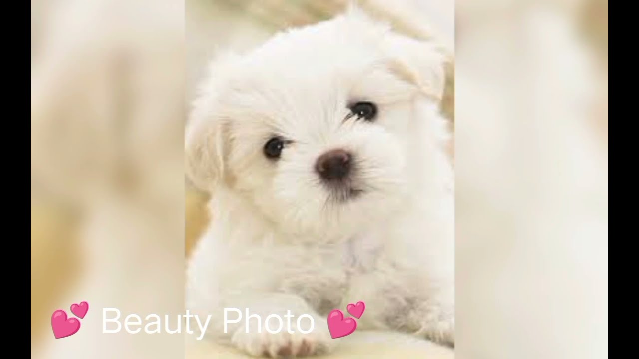 Cute Dogs Dp pic 🐕