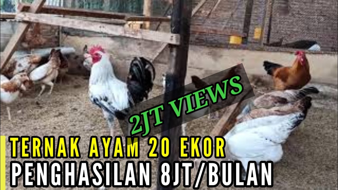 TERNAK AYAM KAMPUNG PENGHASILAN BISA 8JT PER BULAN