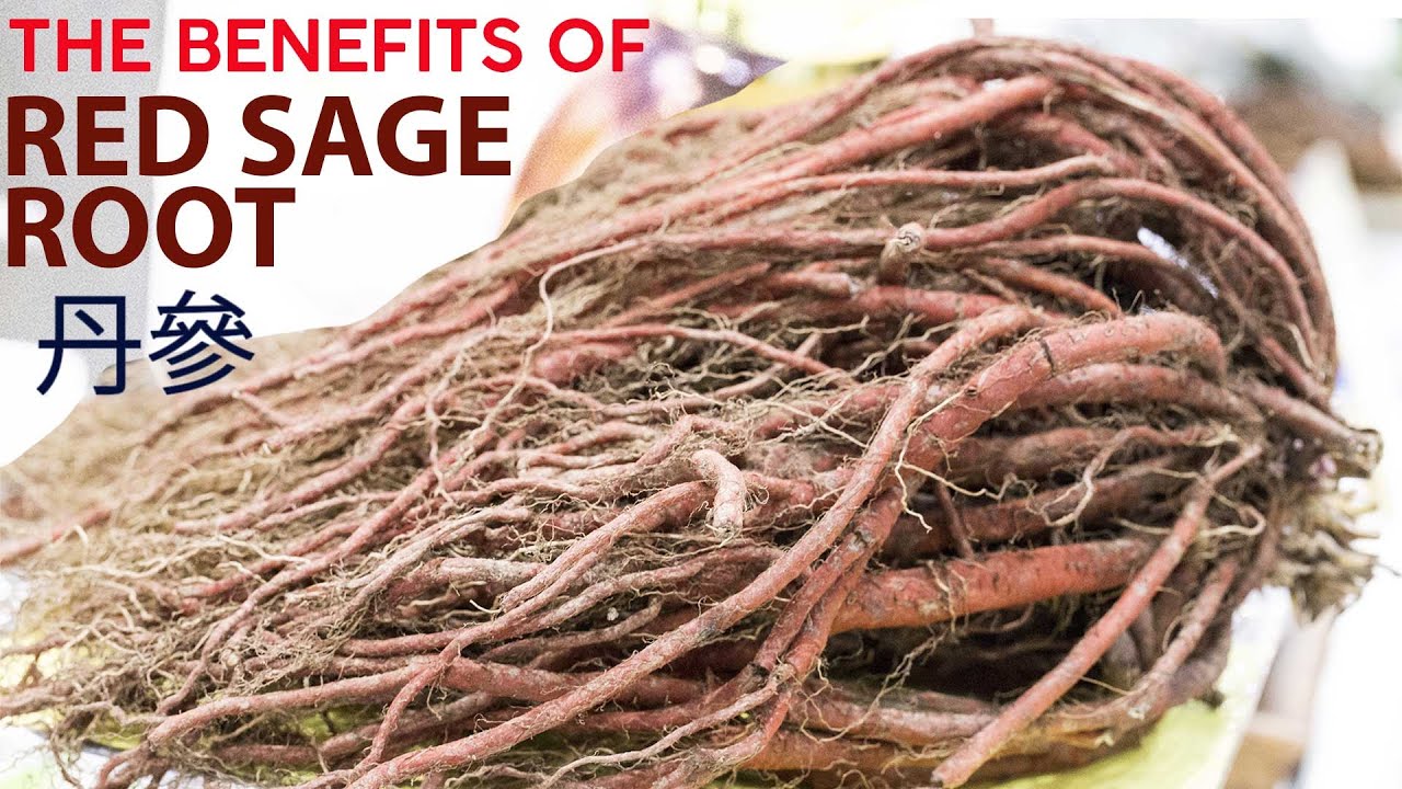 The Benefits of Red Sage Root Tea