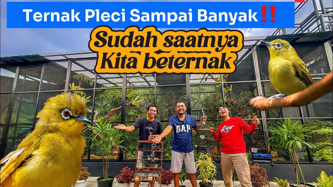 RAHASIA SUKSES TERNAK PLECI DI AVIARY-CEPET GACOR DAN CEPAT PRODUKSI.