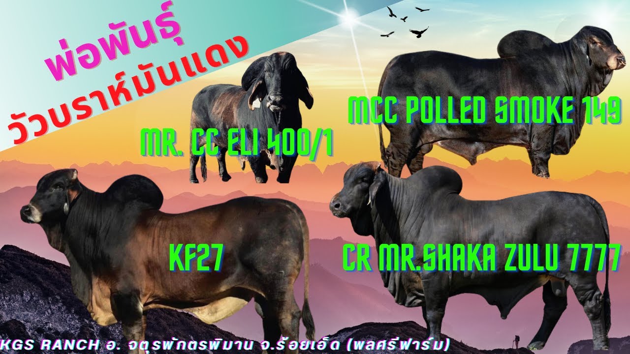 รวมพ่อพันธุ์วัวบราห์มันเม็ดสีเข้ม ELI 400/1, POLLED SMOKE 14/9, Shaka Zulu 777/7, KF27