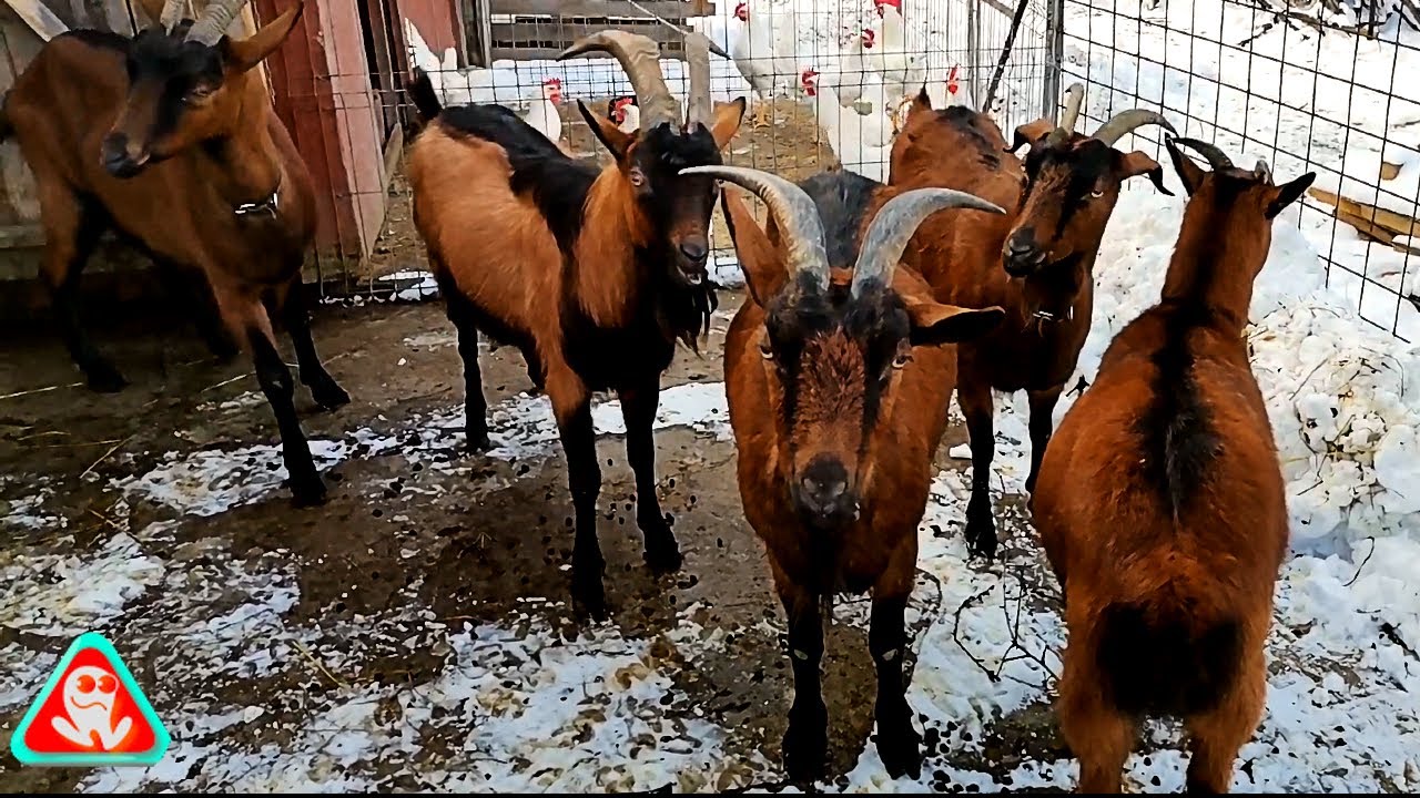 Caprele Alpină Franceză .. și lapte în Decembrie