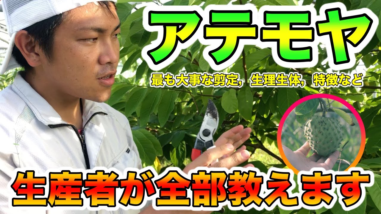 【保存版】栽培者が語るアテモヤの育て方！大事な剪定をとことん！生理・生態・性質などなど