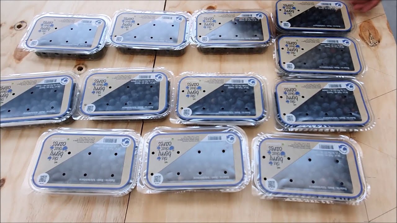 Tecnovac Orion S - Blueberries traysealing - Mirtilli - Aarándanos