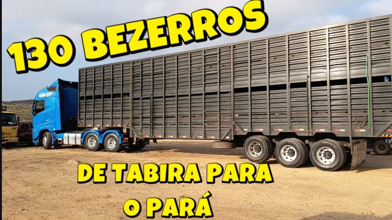 Caminhão Boiadeiro transporta 130 bezerros de Tabira-PE