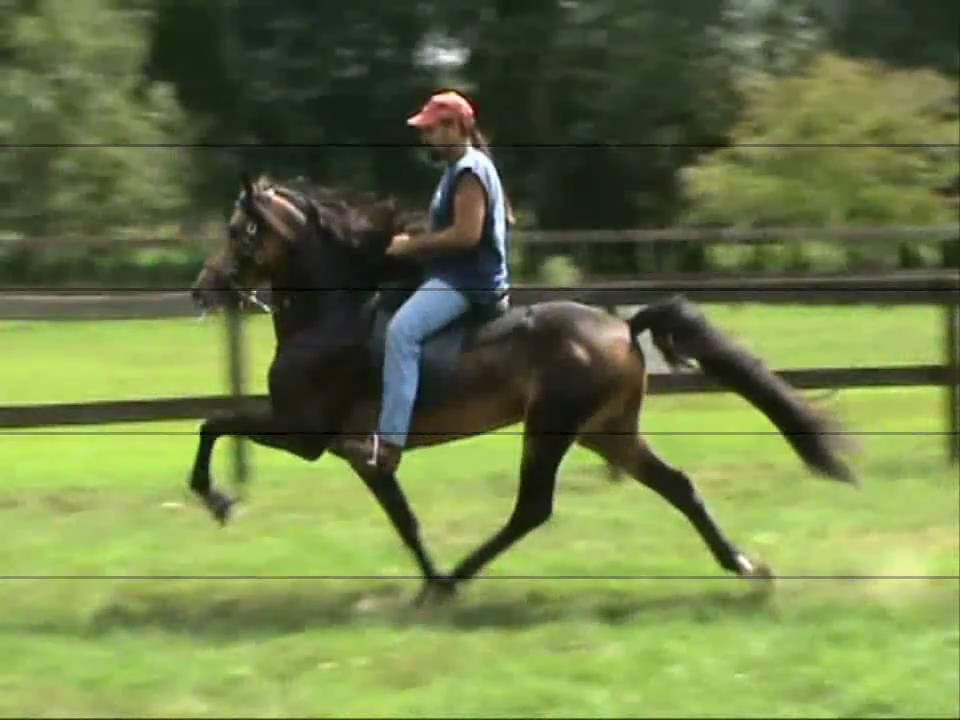 Rowdy's Rebel Gold Speed Racking Singlefooting Stallion 2010