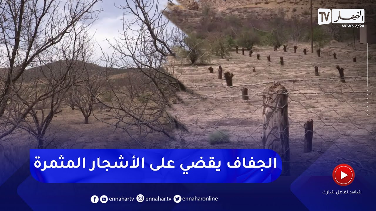 باتنة: الجفاف يقضي على نصف مساحة الأشجار المثمرة ببلدية سفيان