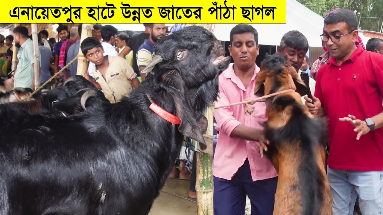 খামারে পালন উপযোগী উন্নত জাতের পাঁঠা ছাগল পাওয়া যায় এনায়েতপুর হাটে |  Best Goat in Enaetpur Haat