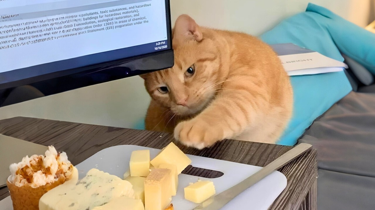 世界で最も狡猾な泥棒猫を飼うとき