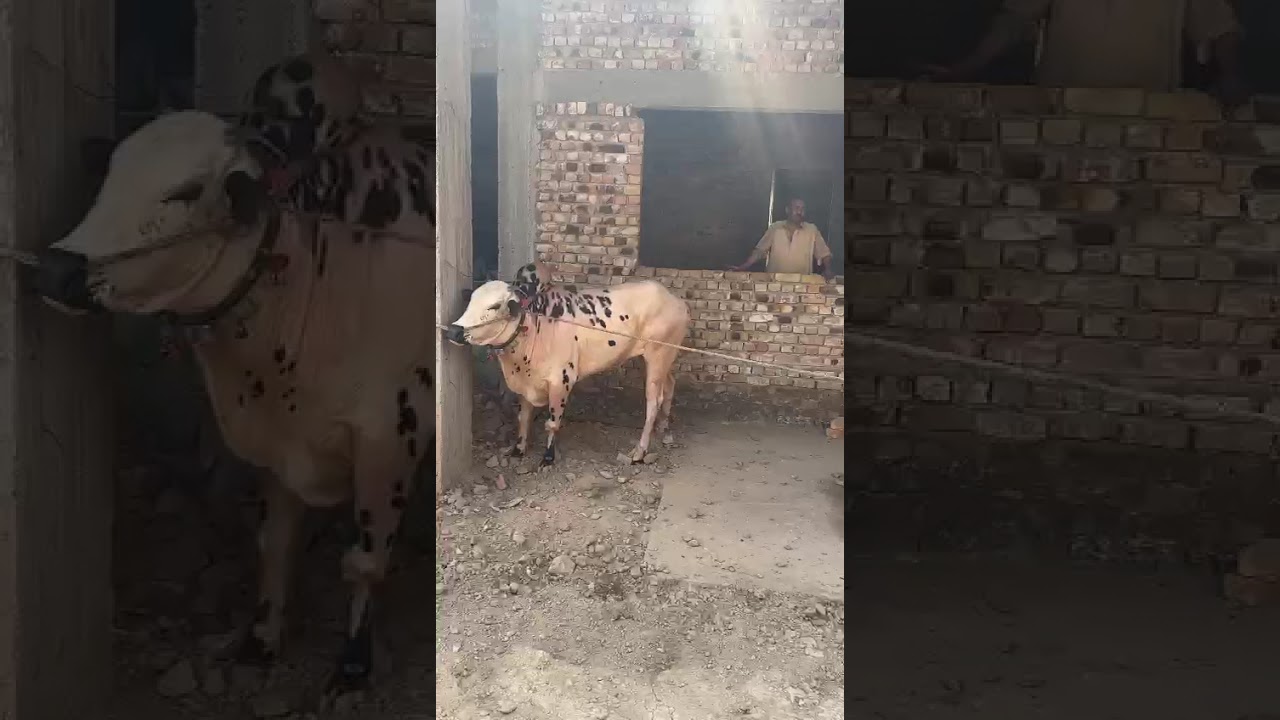 Athra Bull 2025. Qurbani in haripurt