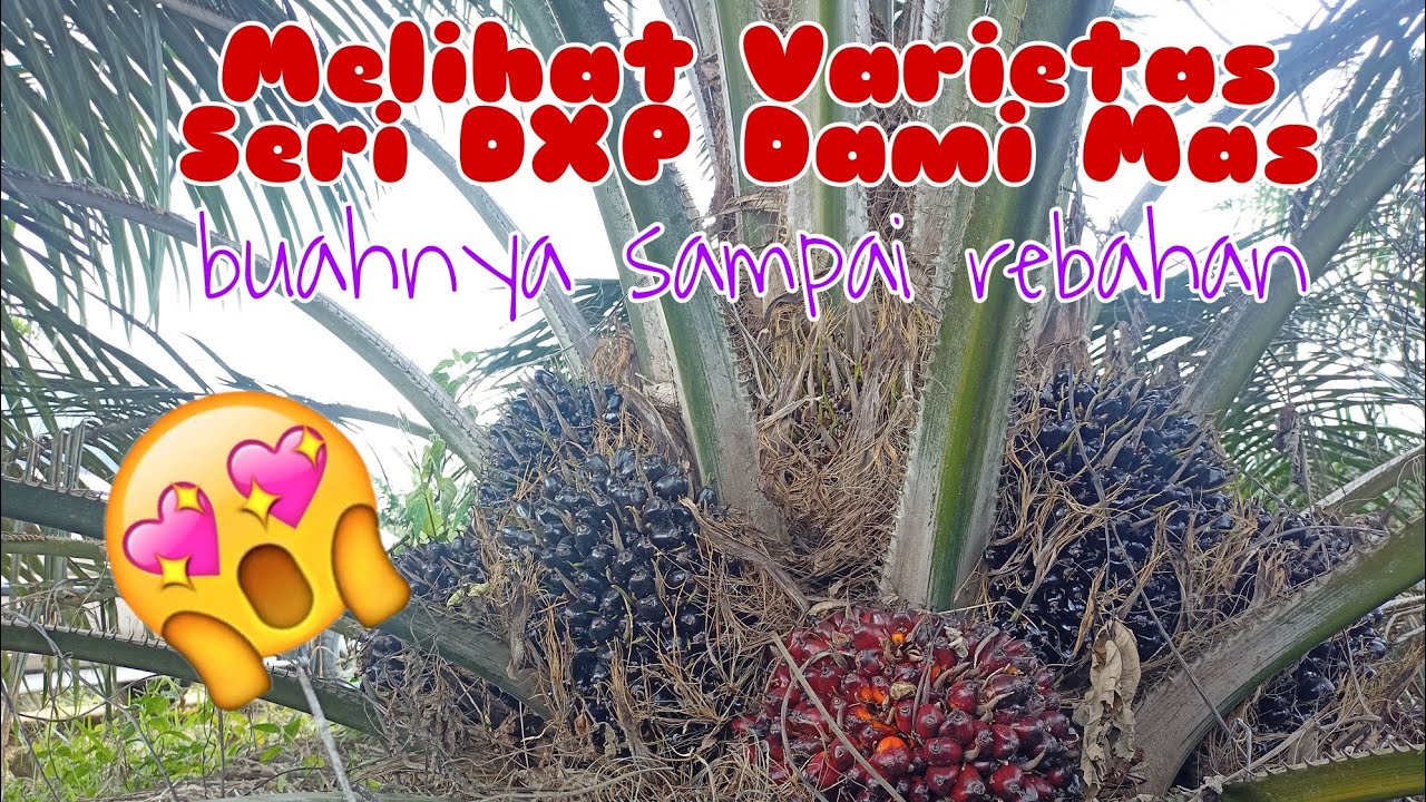 Varietas DxP DAMI MAS Buahnya sampai ketanah
