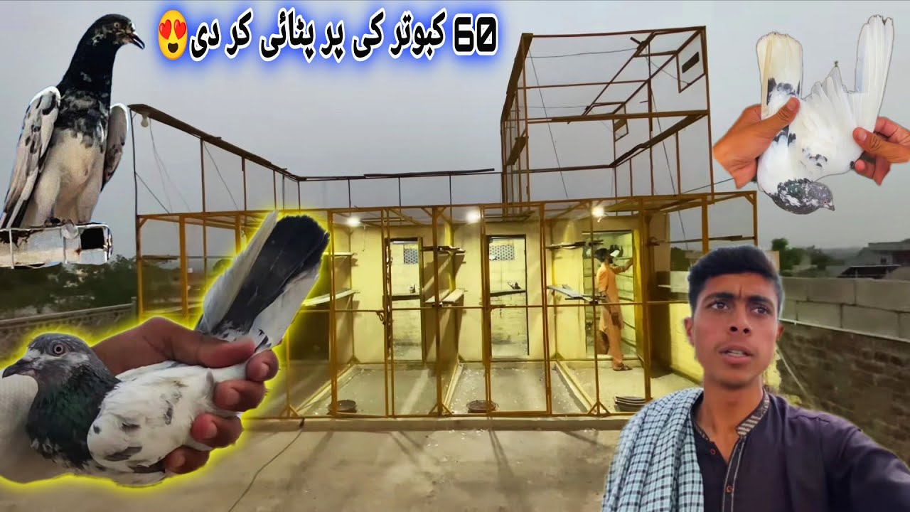 Aj 60_kabutar Ki Par Putai kar Di😍