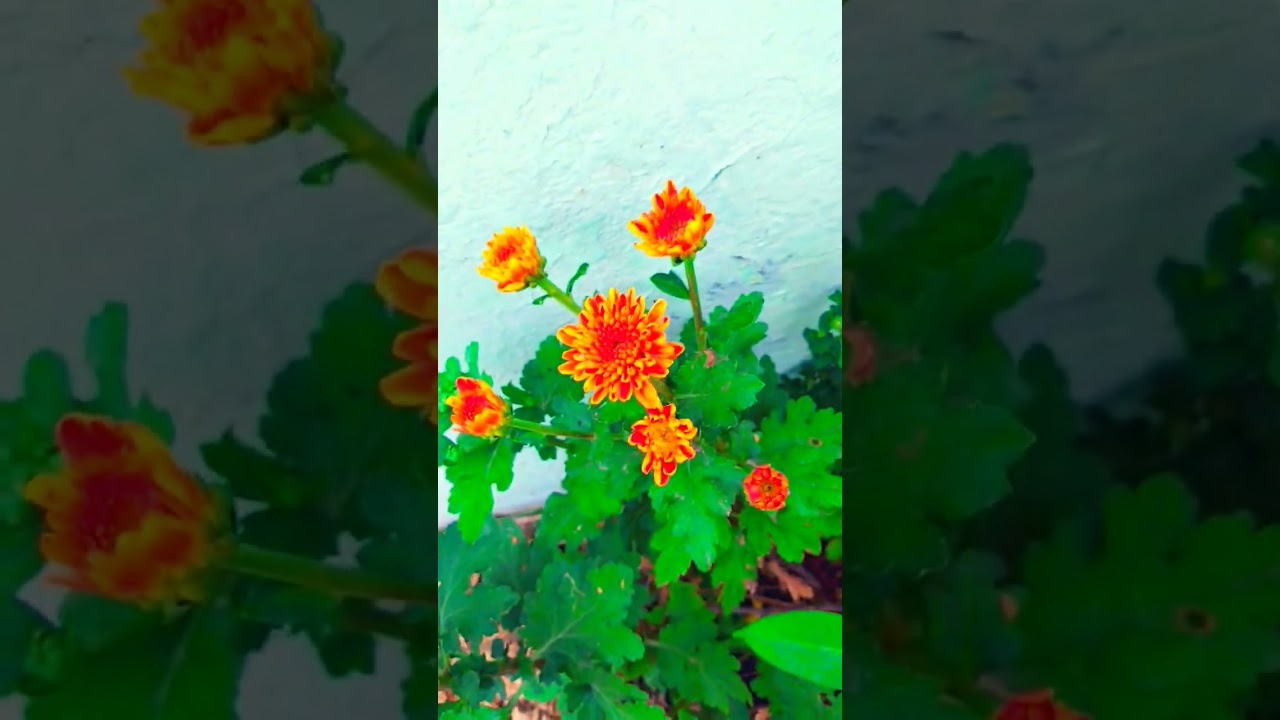 #florida #flower #flowers #flowers #youtubeshorts #youtubevideos