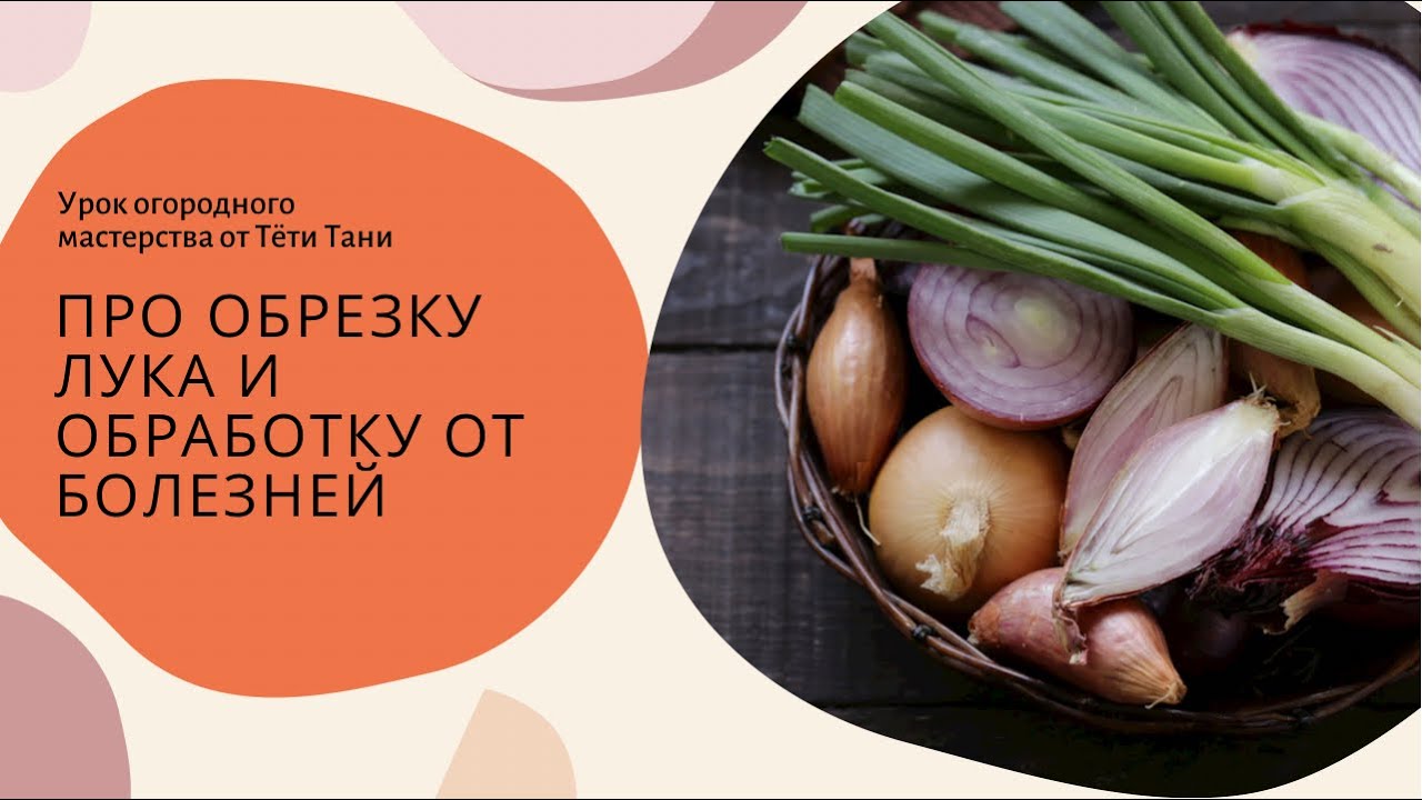 505. Ещё раз перед посадкой про обрезку лука и обработку от болезней и личинок внутри  него ...