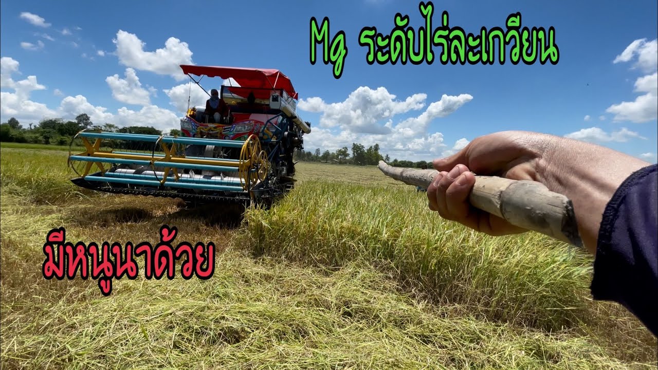 รีบเกี่ยวก่อนที่ฝนจะมา 12 ไร่จัดให้ 2 คันข้าว mg ไหลดีมากครับ