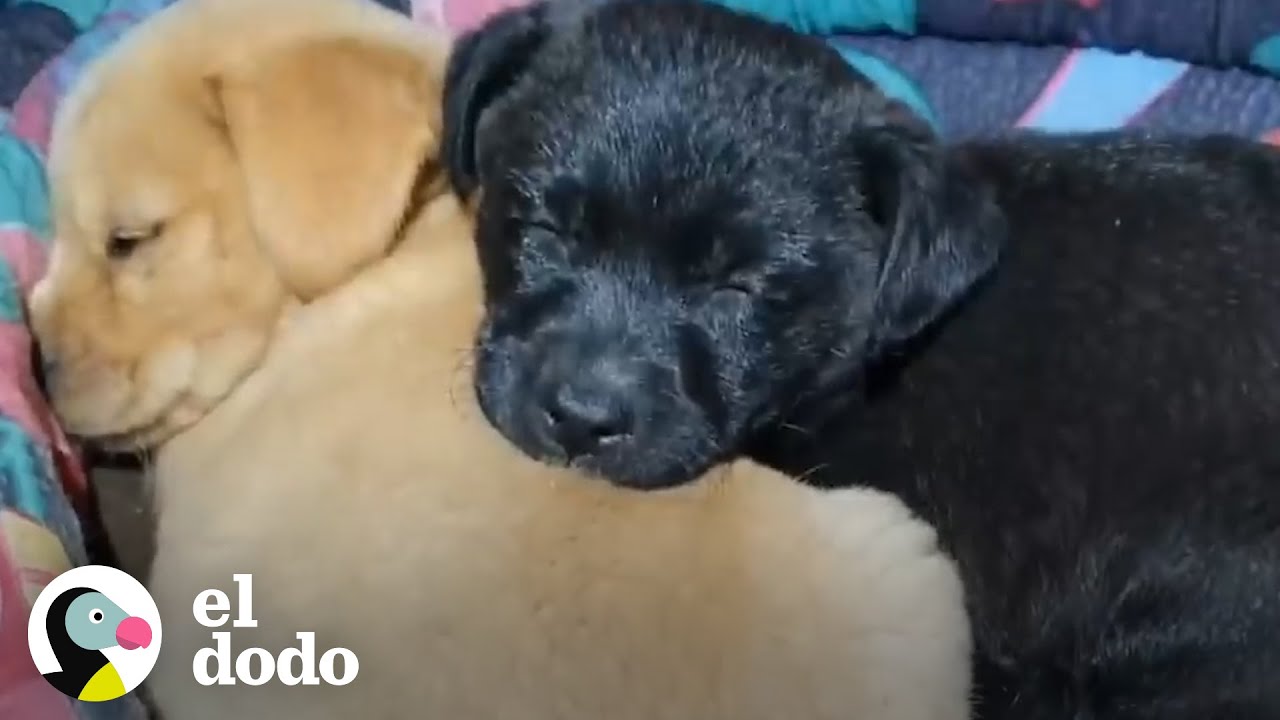 Cachorritos abandonados en la carretera son rescatados | El Dodo