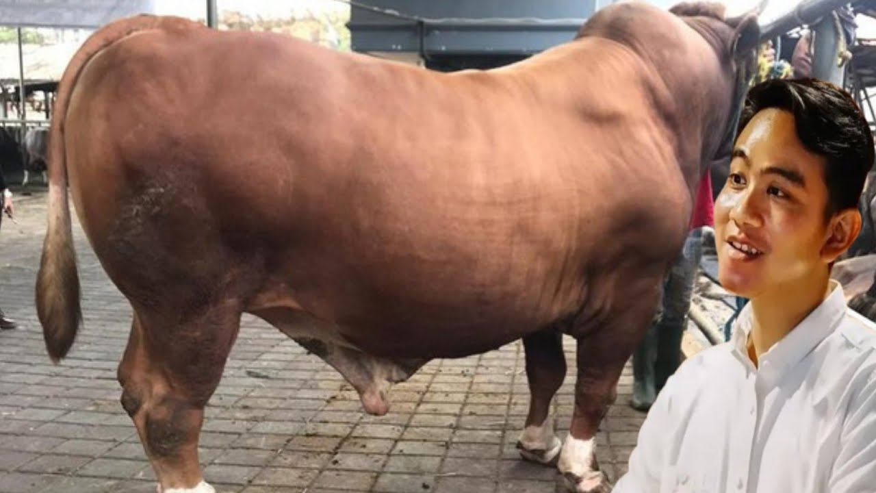 SIDAK !! KANDANG SAPI QURBAN TERBESAR DAN TERKOMPLIT DI BOGOR ! NUSAQU LUAR BIASA