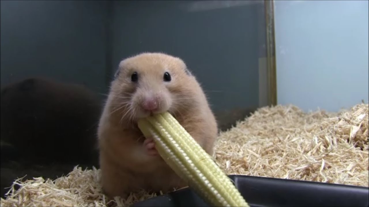 ヤングコーンを丸ごと詰め込むハムスター（Young corn hamster）