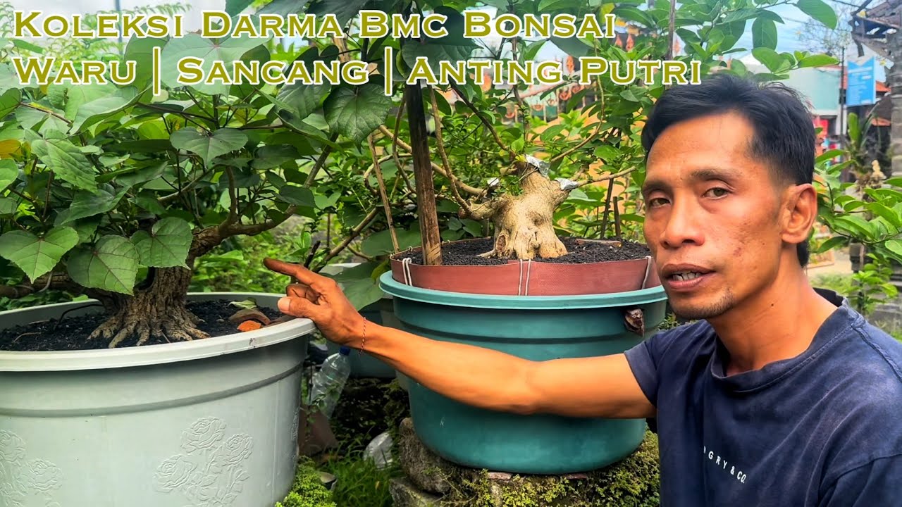 Bonsai Sancang | Bonsai Waru | Bonsai Anting Outri