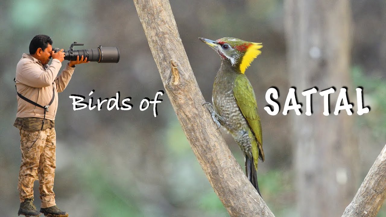 Birds of Sattal - Birds of Uttarakhand