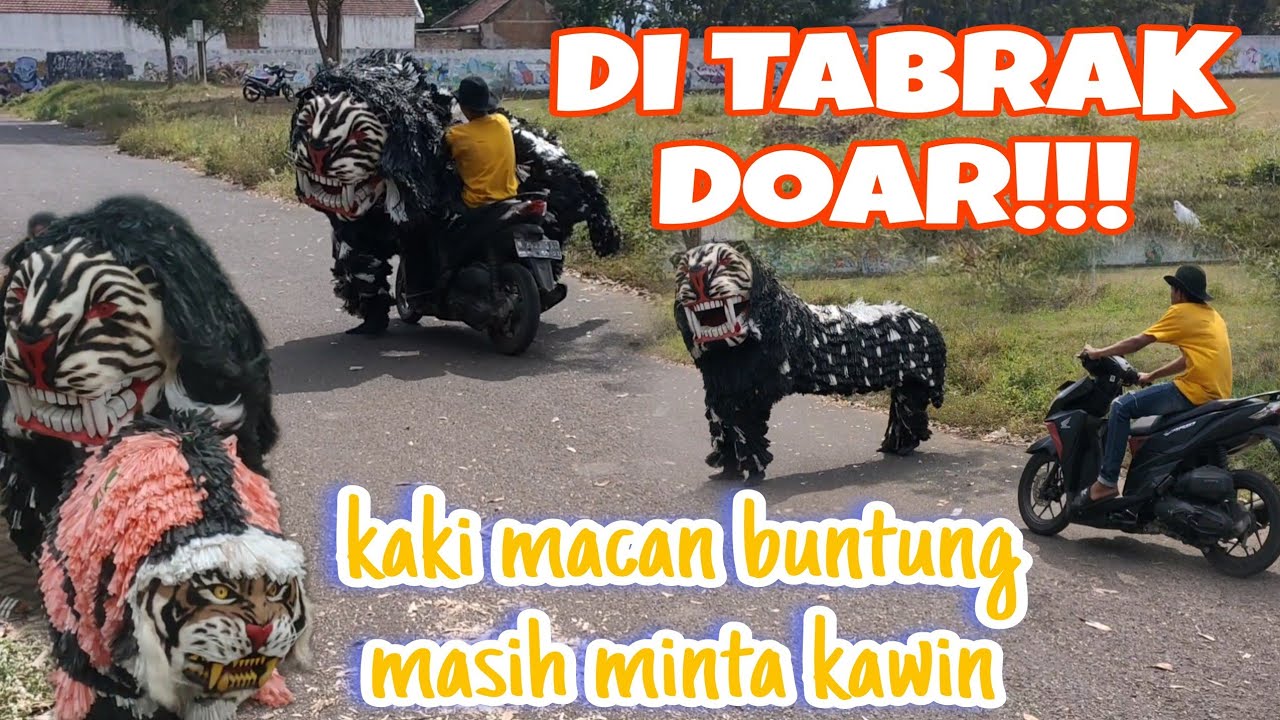 VIRAL!!! MACAN DI TABRAK MOTOR KAKINYA BUNTUNG