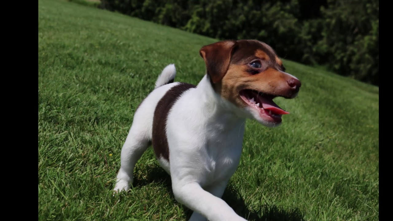 Rat Terrier Puppies