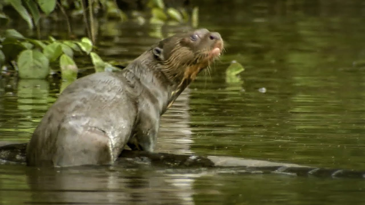 Spotting a Rare Giant Amazon Otter | Deadly 60 | Series 2 | BBC Earth