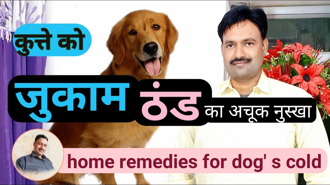 dog ko jukam ho jaye, thand lag jaye to kya kare / #dogcoldhomeremedies  कुत्ते के जुकाम का रामबाण