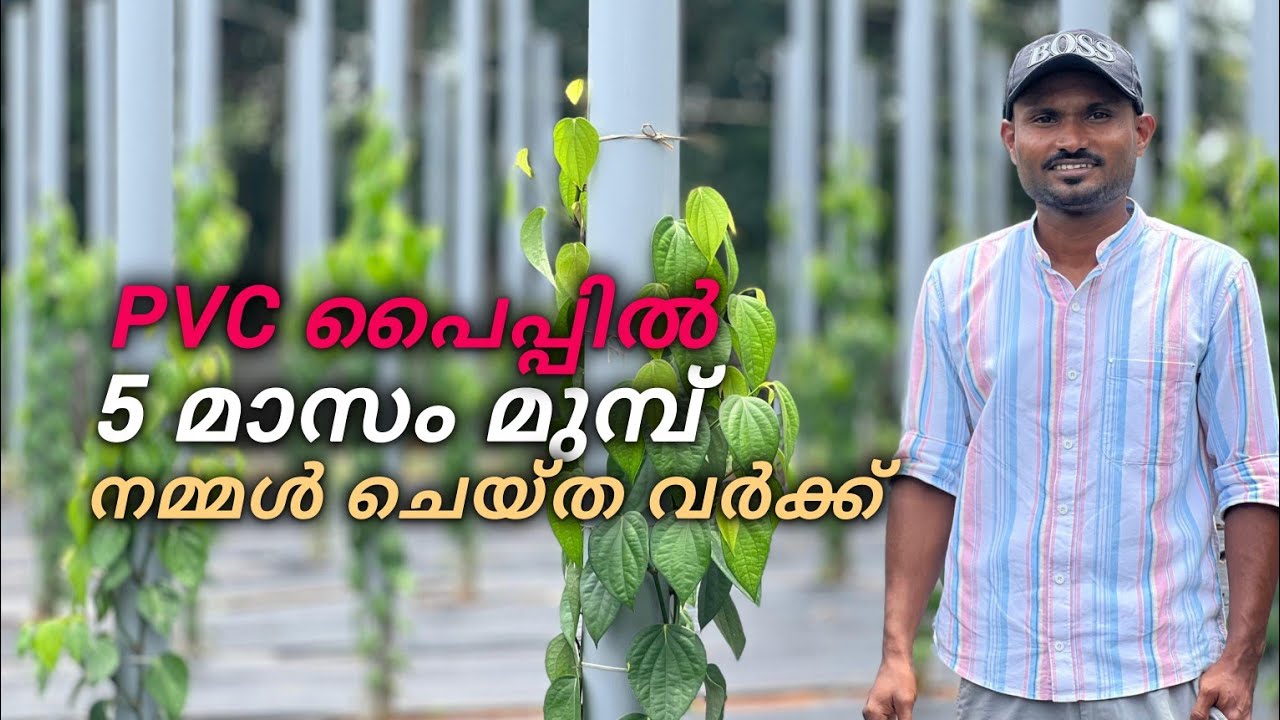 5 മാസം മുമ്പ് PVC പൈപ്പിൽ നമ്മൾ ചെയ്തുകൊടുത്ത കുരുമുളക് കൃഷി /Pepper farm