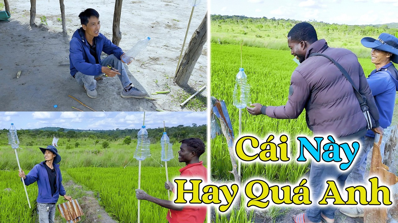 Đông Paulo || Đàn Chim Cả Trăm Con Phá Lúa, Giải Quyết Nhanh Gọn Bằng Công Cụ Sáng Tạo Nhất VN