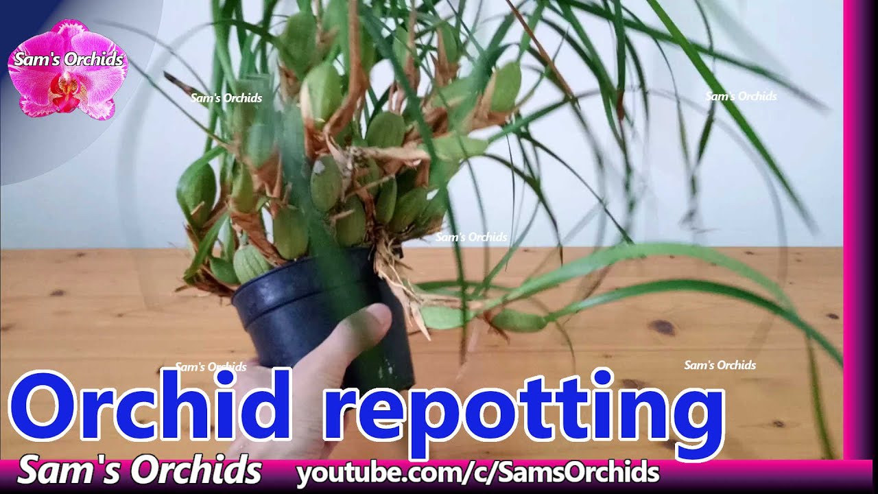 Repot the coconut orchid 【Maxillaria tenuifolia】