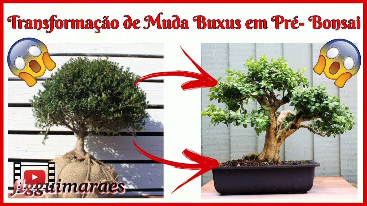 Transformação de Muda de Buxinho em Pré- Bonsai
