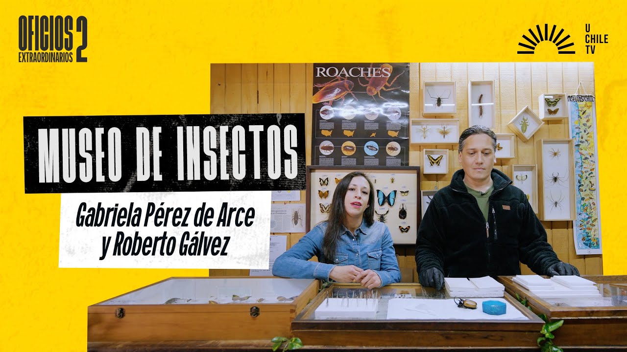 Oficios Extraordinarios - Museo de Insectos