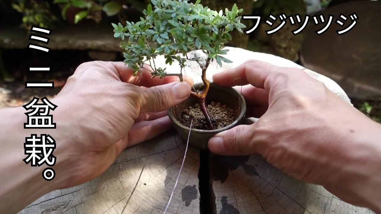 Bonsai diary/盆栽日記　 ♯111「山師の仕事現場の持山で山採りしたフジツツジをミニ盆栽に仕立てる」