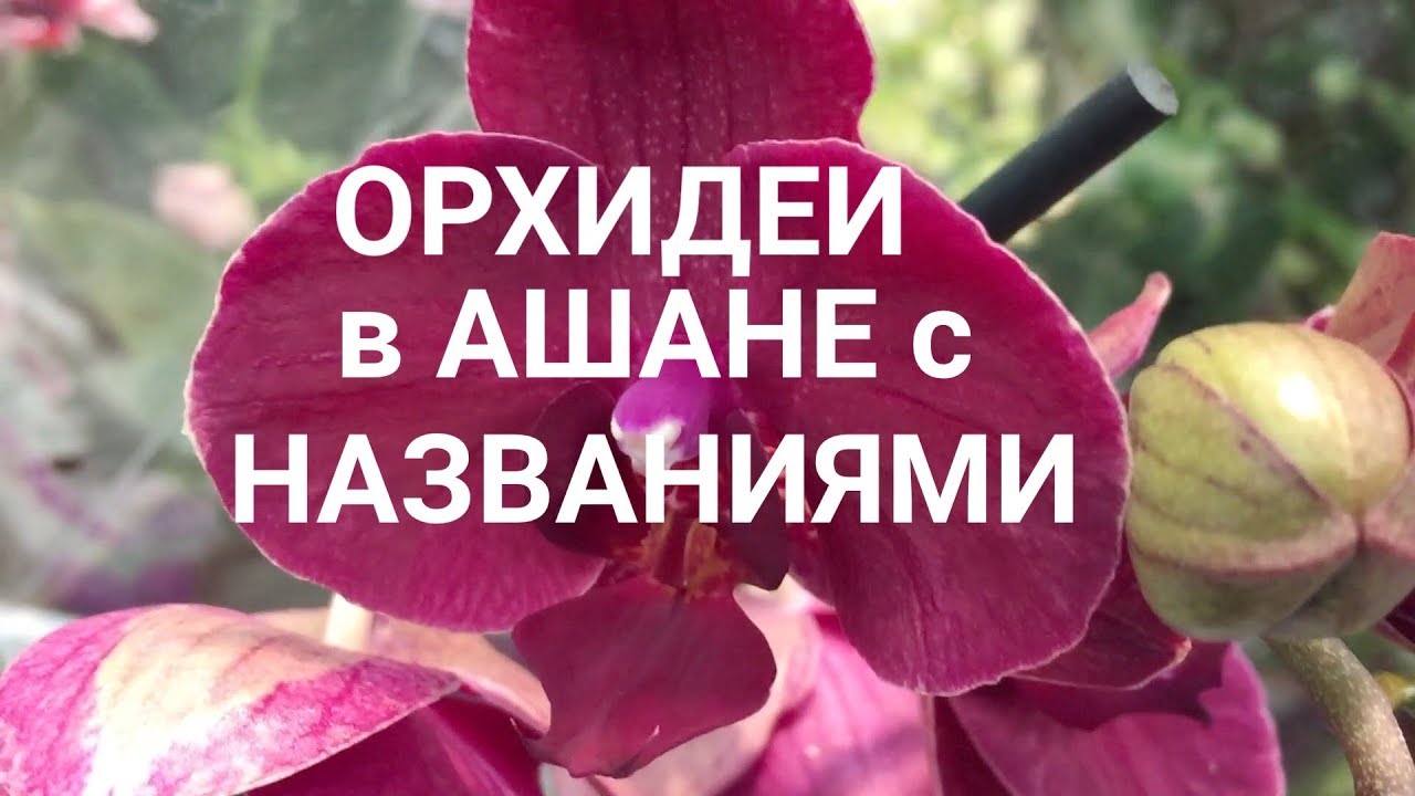 обзор ОРХИДЕИ с НАЗВАНИЯМИ в АШАНЕ и ГОРШКИ в октябре