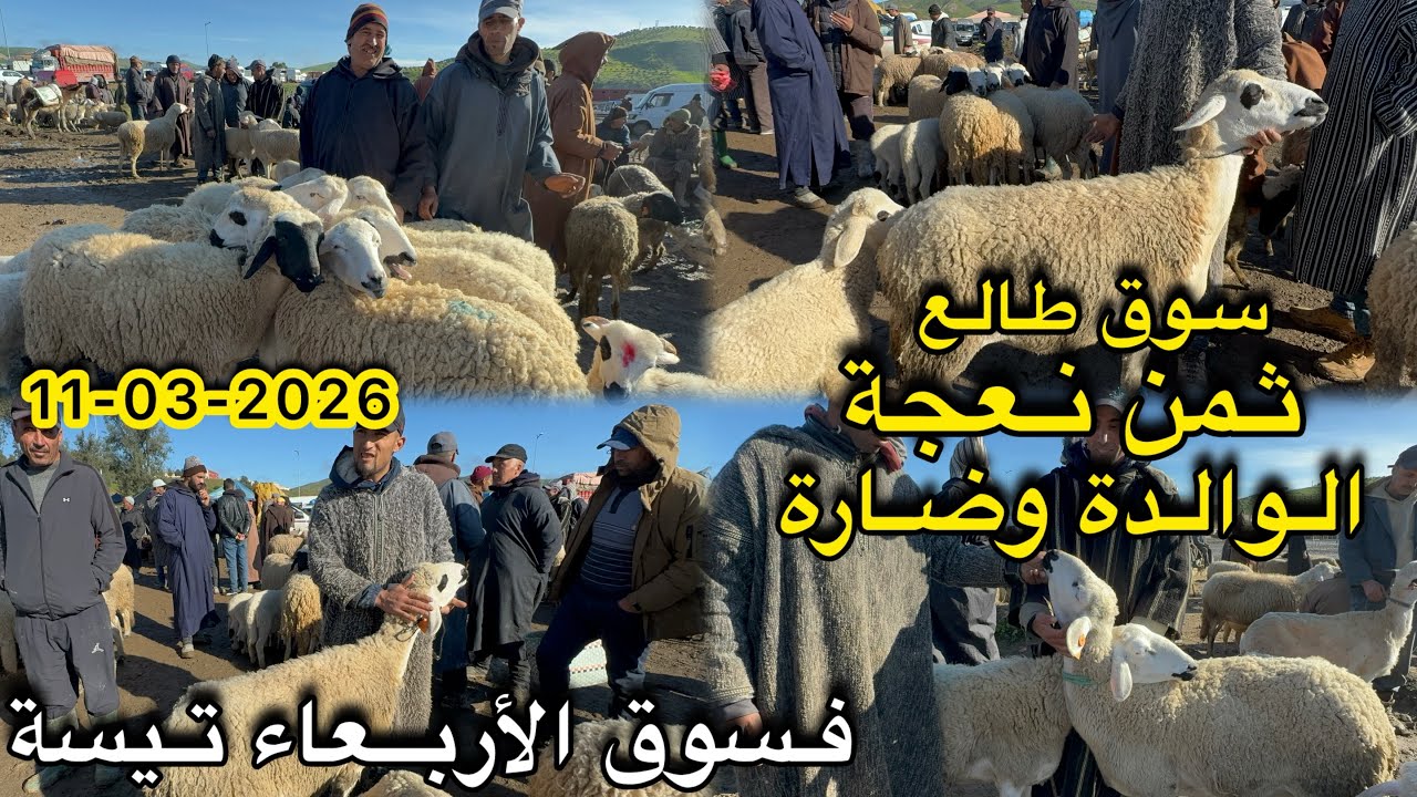 سوق طالع فثمن نعجة الوالدة وضارة فسوق أربعاء تيسة اقليم تاونات 11/03/2026