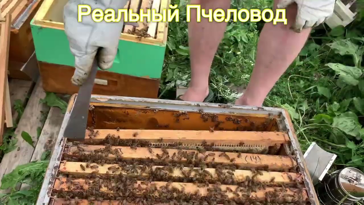 Пчелка пчелка жу-жу-жу 