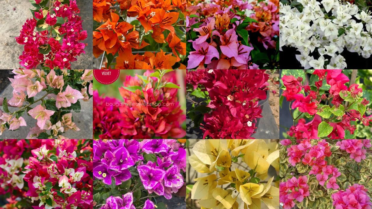 Top rare hybrid bougainvillea ചെടികള്‍ ആരും കൊടുക്കാത്ത അത്രയും വിലക്കുറവില്‍,newverities salevideo 