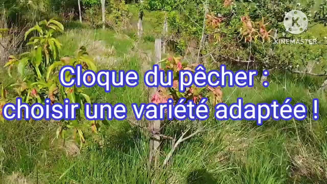 Cloque du p&ecirc;cher
