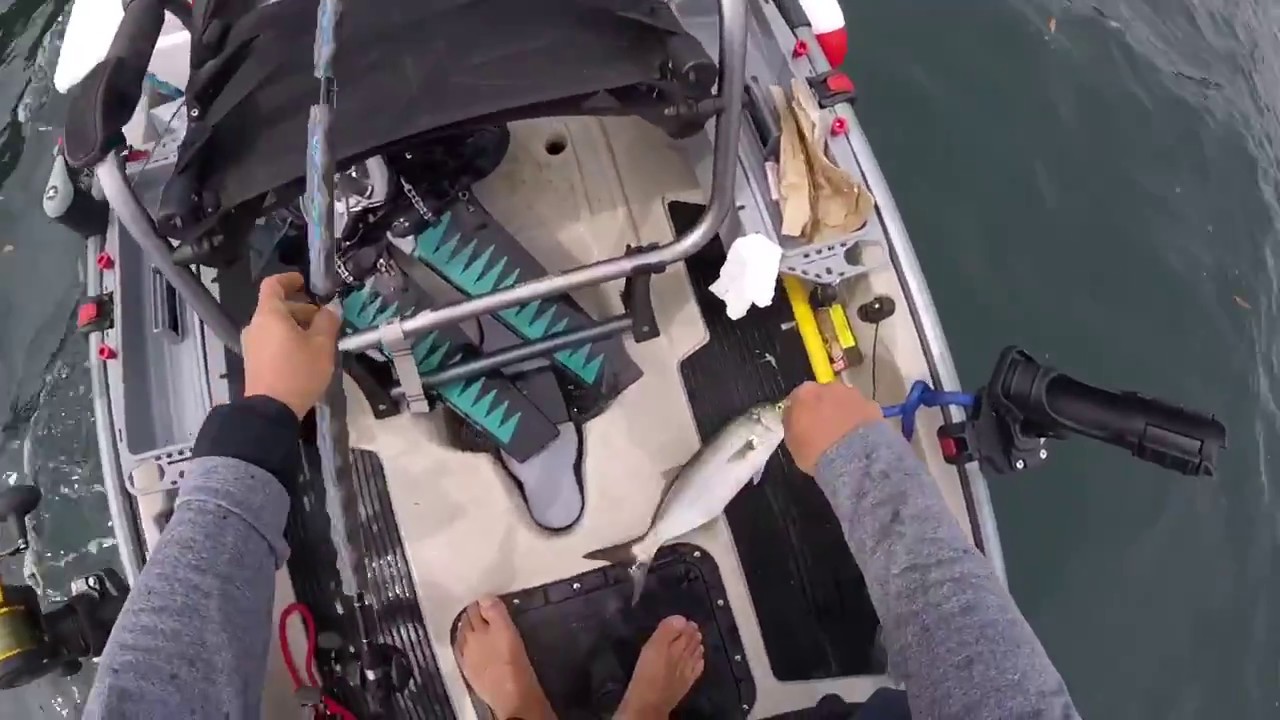 Sydney Fishing 시드니 카약 낚시 Tailor Fishing - Hobie Pro Angler 17