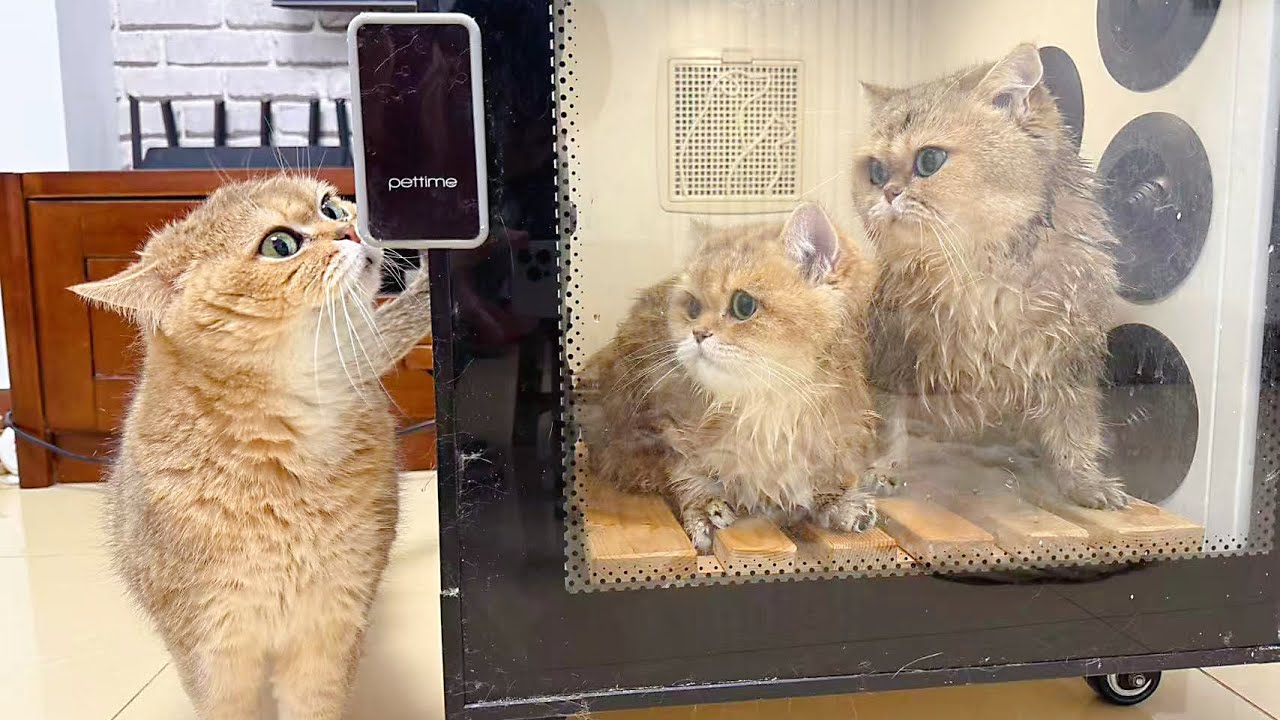给猫洗澡简直不要太简单，洗上头了，顺手又多搓了两只～