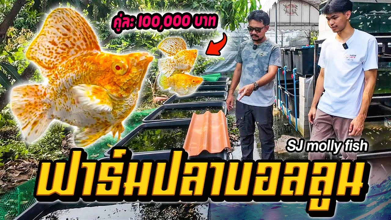 บุกฟาร์ม SJ molly fish สร้างรายได้หลักแสนจากการเลี้ยงปลาบอลลูน