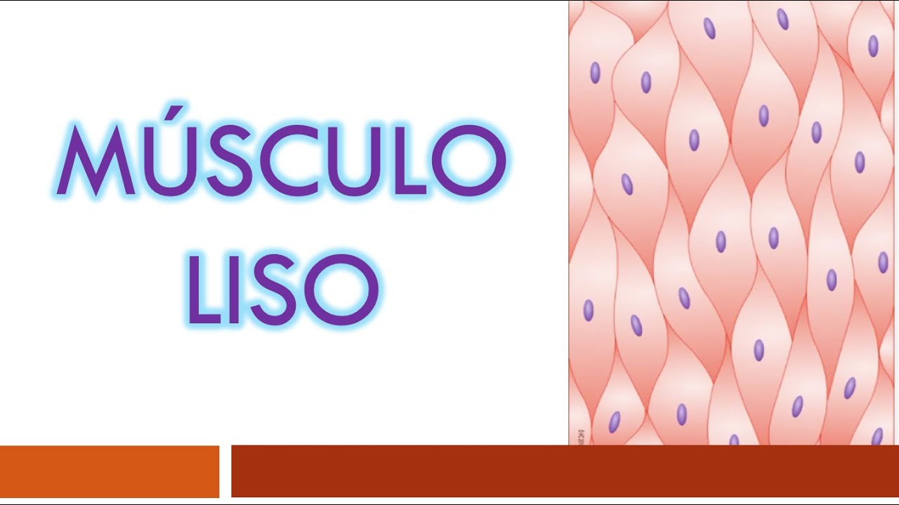 TEJIDO MUSCULAR: Músculo Liso